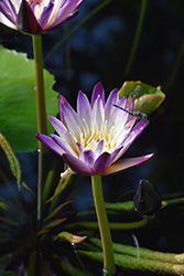 Purple Joy Tropical Water Lily (Nymphaea 'Purple Joy') at Lakeshore Garden Centres