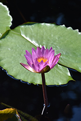 Ruby Tropical Water Lily (Nymphaea 'Ruby') at Lakeshore Garden Centres