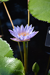 August Koch Tropical Water Lily (Nymphaea 'August Koch') at Lakeshore Garden Centres