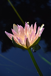 Barbara Barnette Tropical Water Lily (Nymphaea 'Barbara Barnette') at Lakeshore Garden Centres