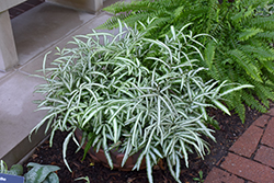 Variegated Cretan Brake Fern (Pteris cretica var. albolineata) at Lakeshore Garden Centres