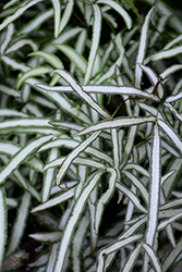 Variegated Cretan Brake Fern (Pteris cretica var. albolineata) at Lakeshore Garden Centres