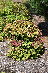Blush Pink Nandina (Nandina domestica 'AKA') at Lakeshore Garden Centres
