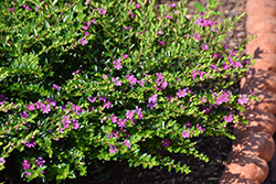 FloriGlory Diana Mexican Heather (Cuphea hyssopifolia 'Wescuflodia') at Lakeshore Garden Centres