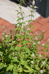 Cuban Mint (Mentha x villosa) at Lakeshore Garden Centres
