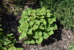 Patchouli (Pogostemon cablin) at Lakeshore Garden Centres