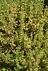 Citronella Lemon Balm (Melissa officinalis 'Citronella') at Lakeshore Garden Centres