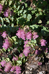 Ornamental Oregano (Origanum rotundifolium) at Lakeshore Garden Centres