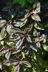 Genovese Red Freddy Basil (Ocimum basilicum 'Genovese Red Freddy') at Lakeshore Garden Centres