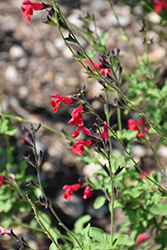 Cherry Chief Autumn Sage (Salvia greggii 'Cherry Chief') at Lakeshore Garden Centres