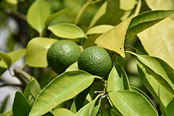 Tangor (Citrus reticulata x sinensis) at Lakeshore Garden Centres