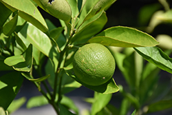 MidKnight Valencia Orange (Citrus sinensis 'MidKnight') at Lakeshore Garden Centres