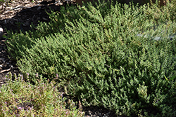 Common Thyme (Thymus vulgaris) at The Mustard Seed