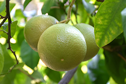 Star Ruby Grapefruit (Citrus x paradisi 'Star Ruby') at Lakeshore Garden Centres