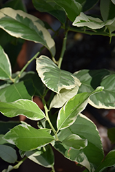 Variegated Pink Eureka Lemon (Citrus limon 'Variegated Pink Eureka') at Lakeshore Garden Centres