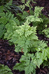 Limestone Wood Fern (Dryopteris mindshelkensis) at Lakeshore Garden Centres
