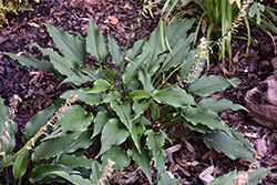 Jaws Hosta (Hosta 'Jaws') at Lakeshore Garden Centres
