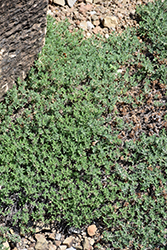Mountain Germander (Teucrium montanum) at Lakeshore Garden Centres