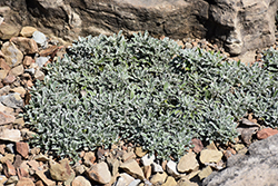 Carpathian Pussytoes (Antennaria carpatica) at Lakeshore Garden Centres