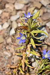 Gentian (Gentiana paradoxa) at Lakeshore Garden Centres