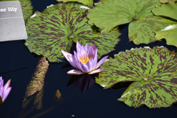 Key Largo Tropical Water Lily (Nymphaea 'Key Largo') at Lakeshore Garden Centres