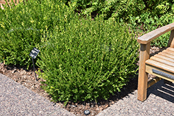 Wintergreen Boxwood (Buxus microphylla 'Wintergreen') at Lakeshore Garden Centres
