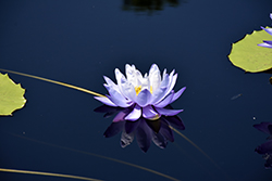 Albert De Lestang Tropical Water Lily (Nymphaea 'Albert De Lestang') at Lakeshore Garden Centres