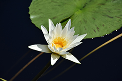 Alice Tricker Tropical Water Lily (Nymphaea 'Alice Tricker') at Lakeshore Garden Centres