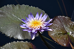 Alexis Tropical Water Lily (Nymphaea 'Alexis') at Lakeshore Garden Centres