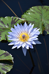 Pamela Tropical Water Lily (Nymphaea 'Pamela') at Lakeshore Garden Centres