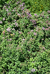 Hopley's Oregano (Origanum laevigatum 'Hopley's') at Lakeshore Garden Centres
