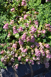 Kirigami Oregano (Origanum 'Kirigami') at Lakeshore Garden Centres