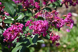 Velma's Royal Delight Crapemyrtle (Lagerstroemia indica 'Velma's Royal Delight') at Lakeshore Garden Centres