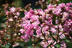 Bicolor Crapemyrtle (Lagerstroemia 'Bicolor') at Lakeshore Garden Centres