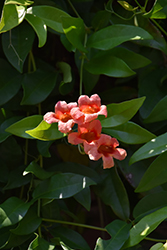 Red Cross Vine (Bignonia capreolata 'Atrosanguinea') at Lakeshore Garden Centres
