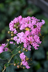 Delta Blush Crapemyrtle (Lagerstroemia indica 'Delta Blush') at Lakeshore Garden Centres