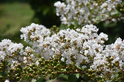 Lafayette Crapemyrtle (Lagerstroemia indica 'Lafayette') at Lakeshore Garden Centres