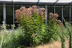 Hollow Joe Pye Weed (Eupatorium fistulosum) at Peter Knippel Garden Centre