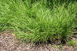 Bicknell's Sedge (Carex bicknellii) at Lakeshore Garden Centres