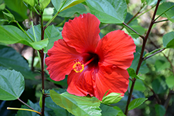 Brilliant Hibiscus (Hibiscus rosa-sinensis 'Brilliant') at Lakeshore Garden Centres