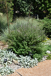 Leptodermis (Leptodermis oblonga) at Lakeshore Garden Centres