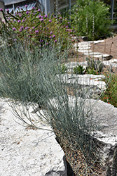 Bluestem Joint Fir (Ephedra equisetina) at Lakeshore Garden Centres