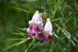 Desert Willow (Chilopsis linearis) at Lakeshore Garden Centres