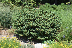 Adcock's Dwarf Japanese White Pine (Pinus parviflora 'Adcock's Dwarf') at Lakeshore Garden Centres