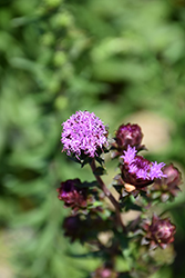 Large Blazing Star (Liatris scariosa) at Lakeshore Garden Centres