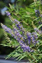 Blue Diddley Chaste Tree (Vitex agnus-castus 'SMVACBD') at Lakeshore Garden Centres