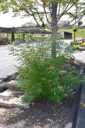 Chaste Tree (Vitex agnus-castus) at Lakeshore Garden Centres
