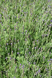 Blue Torch Fernleaf Lavender (Lavandula multifida 'Blue Torch') at Lakeshore Garden Centres