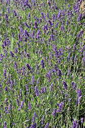 Big Time Blue Lavender (Lavandula angustifolia 'Armtipp01') at Lakeshore Garden Centres