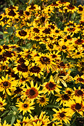 Denver Daisy Coneflower (Rudbeckia hirta 'Denver Daisy') at Lakeshore Garden Centres